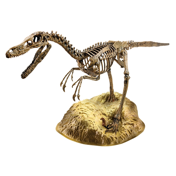 velociraptor-skeleton-edu-toys-the-dinosaur-farm | The Dinosaur Farm